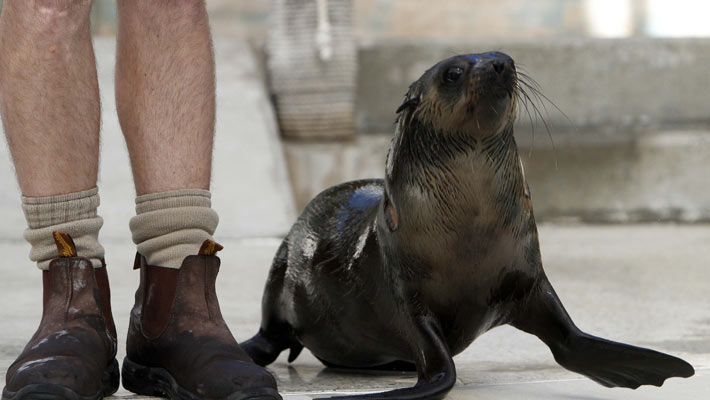 New Zealand fur seal