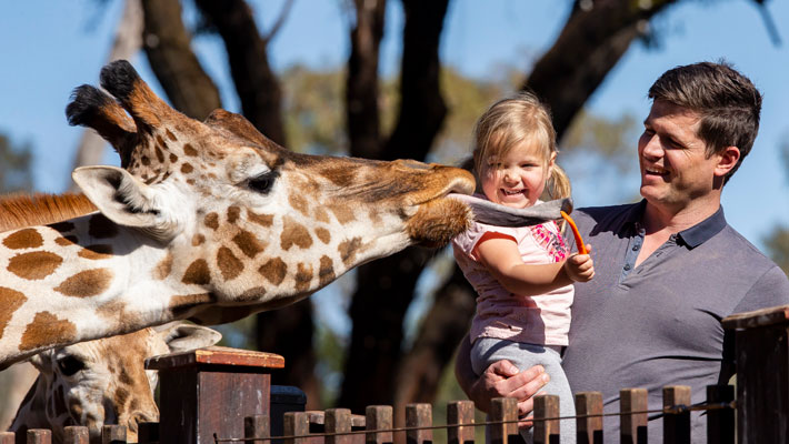Giraffes in Focus
