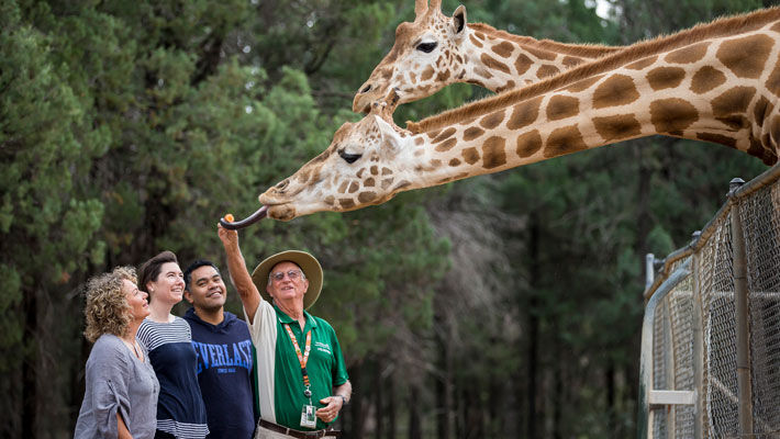 Early Morning Walks at the Zoo