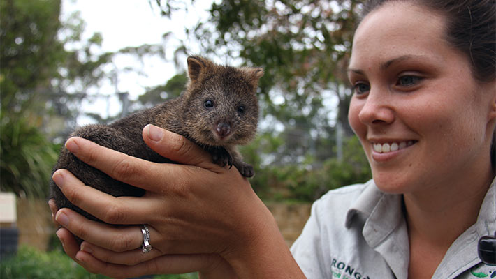 Quokka joey