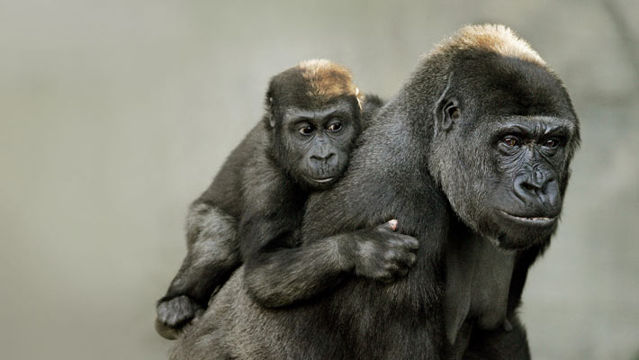 Western Lowland Gorilla