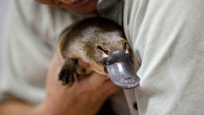 A platypus is cared for at the Wildlife Hospital
