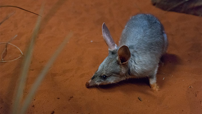 Greater Bilby. Photo: Chris Wheeler