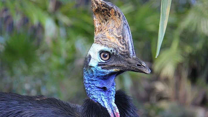 Southern Cassowary