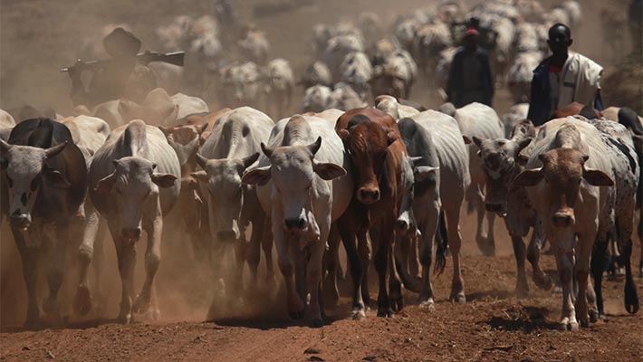 Cattle. Photo: Kira Mileham