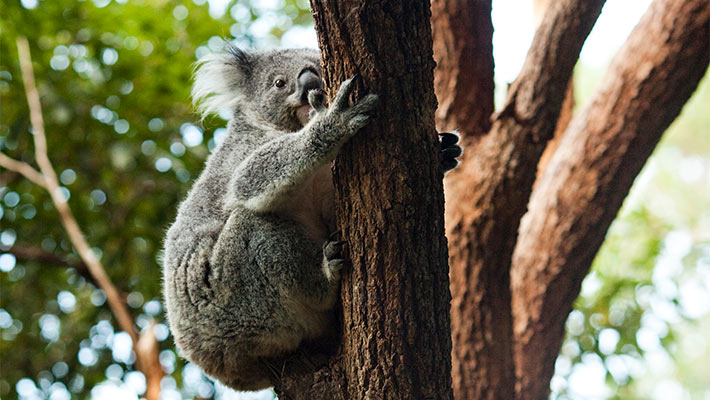 Koala in tree