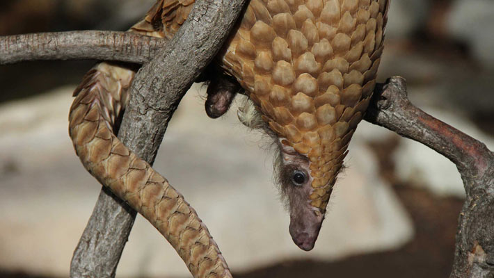 Sunda Pangolin