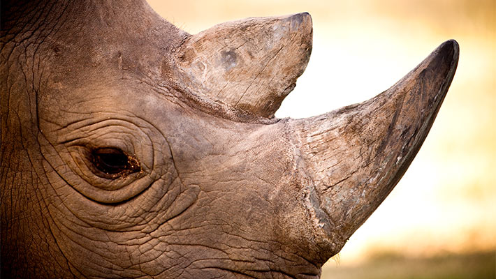 Black Rhinoceros. Photo: Mark James