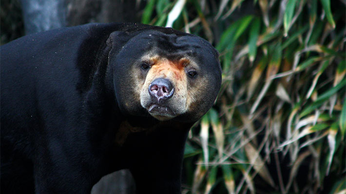 Sun Bear. Photo: Bobby Jo Vial
