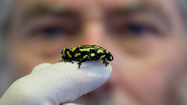 Southern Corroboree Frog. Photo: Lorinda Taylor