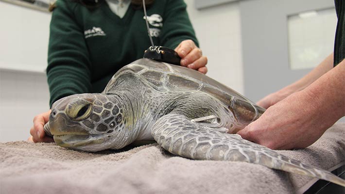 Green Turtle Norah the Explorer being fitted with a tracking device