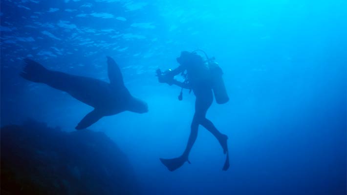 Divers during a shark attack study at Taronga