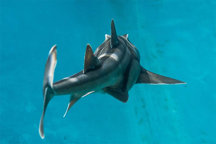 Port Jackson Shark. Photo: Bluebottle Films