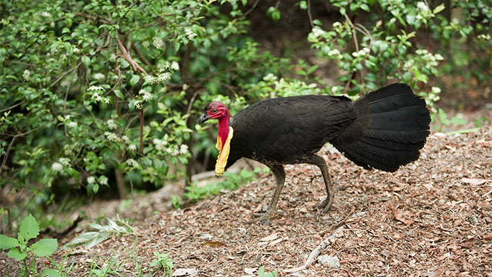 Native Brush Turkey