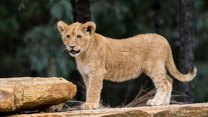 Lion cub. Photo: Rick Stevens