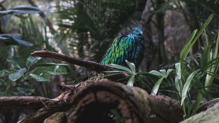 Nicobar Pigeon. Photo: Chris Wheeler