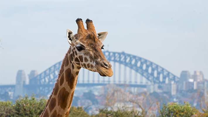 Giraffe at Taronga Zoo Sydney
