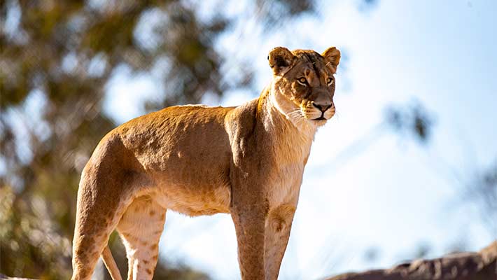 Lion, Taronga Western Plains Zoo Dubbo