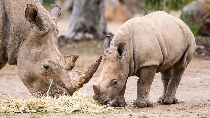 White Rhinoceros