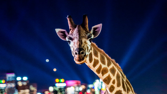 Vivid Sydney at Taronga Zoo. Photo: Destination NSW