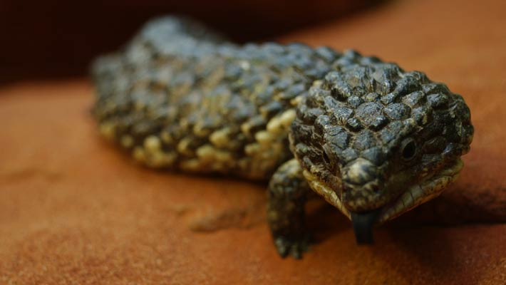 Shingleback Skink. Photo: Gary Ramage