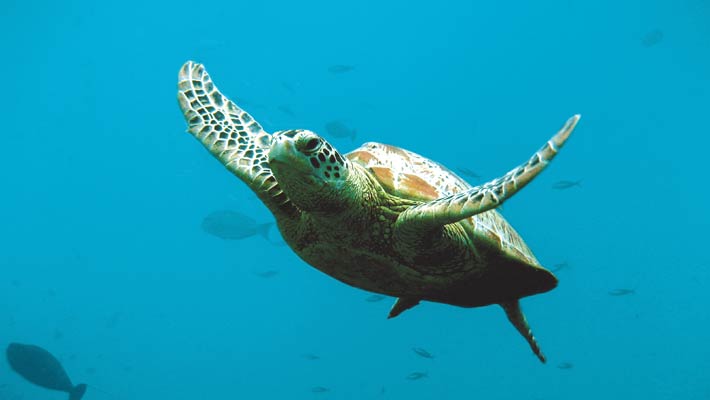 Sea Turtle