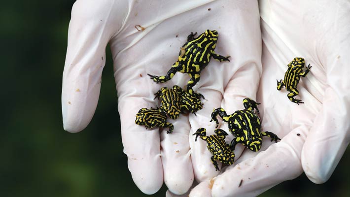 Southern Corroboree Frog