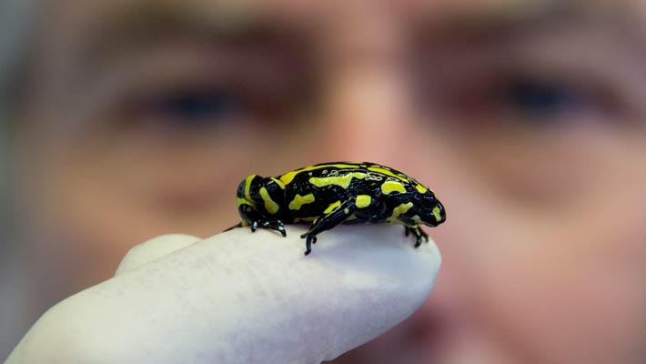 Southern Corroboree Frog