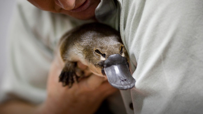 Platypus