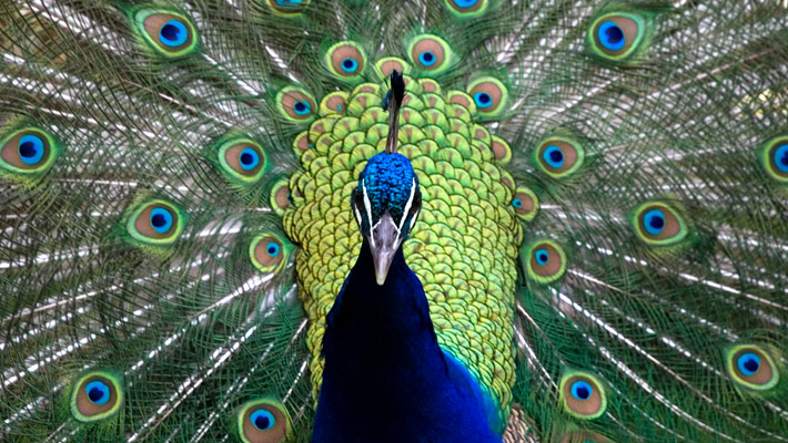 Peacock displaying his feathers