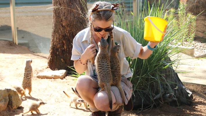 Keeper Courtney Mahony prepares to feed the Meerkats