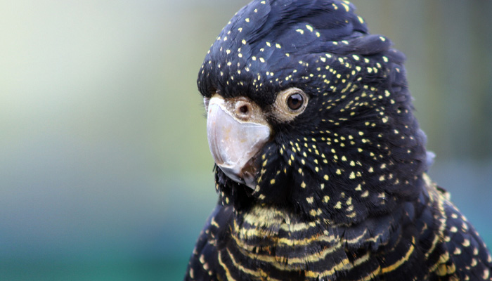Carnaby's Black Cockatoo