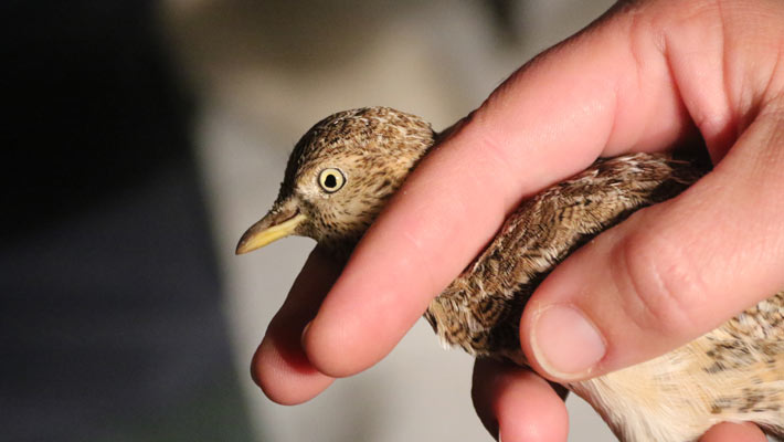 Plains Wanderer