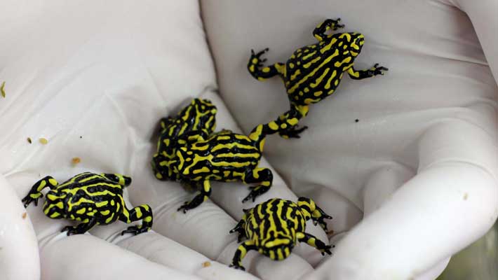 Southern Corroboree Frogs