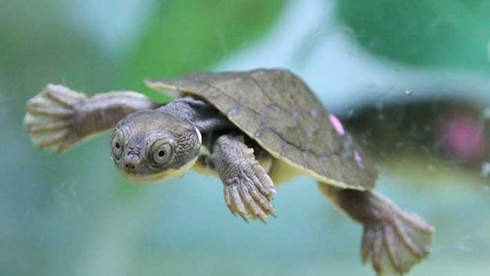 Bellinger River Snapping Turtle hatchling