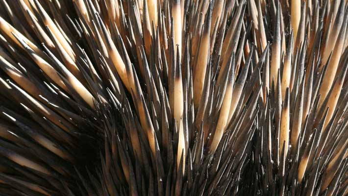 Echidna quills