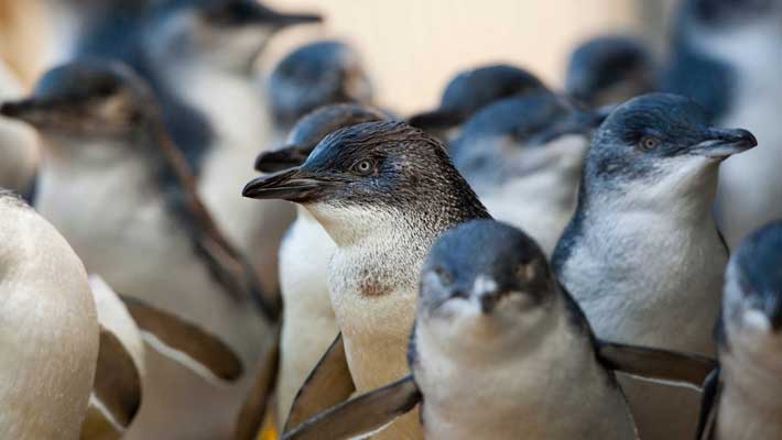 Australian Little Penguins