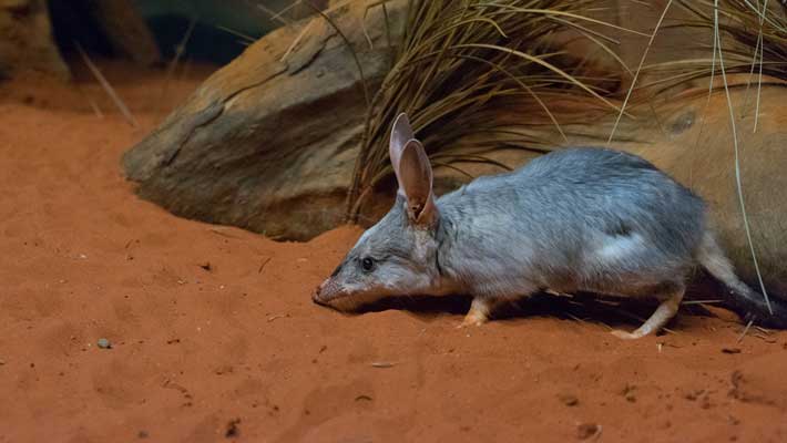 Greater Bilby. Photo: Chris Wheeler