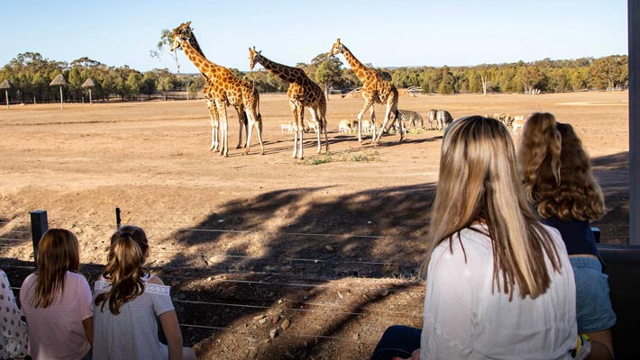 Zoofari Lodge, Taronga Western Plains Zoo Dubbo