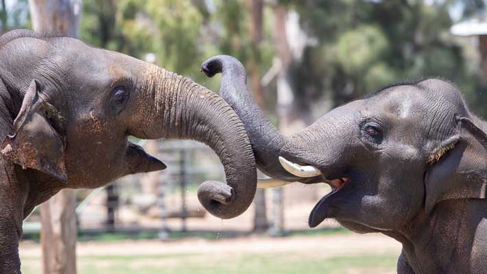 Asian Elephants at Taronga Western Plains Zoo Dubbo