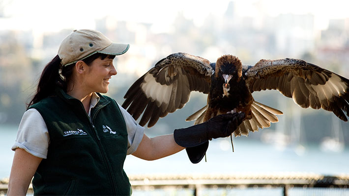 QBE Free-Flight Bird Show. Photo: Chloe Precey