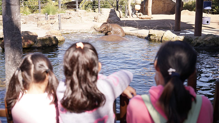 Jai Dee playing in the elephant paddock pools. Photo: Chris Wheeler