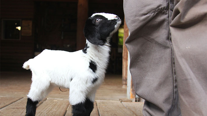 Baby goat anticipates going for a walk