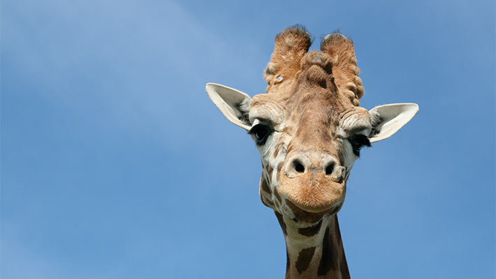 Giraffe. Photo: Bobby Jo Vial