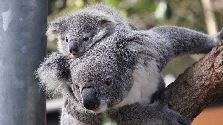 Koala joey, Baxter, with mother Mallee