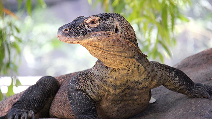 Komodo Dragon