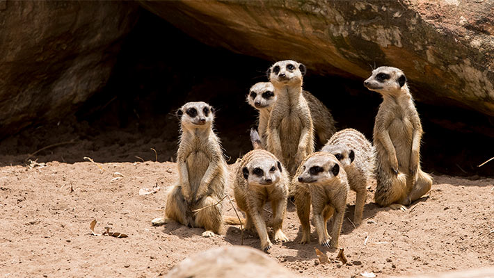 Our meerkat mob