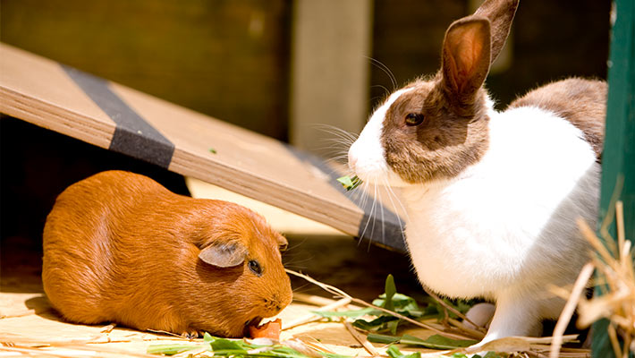 Domestic guinea pig and rabbit