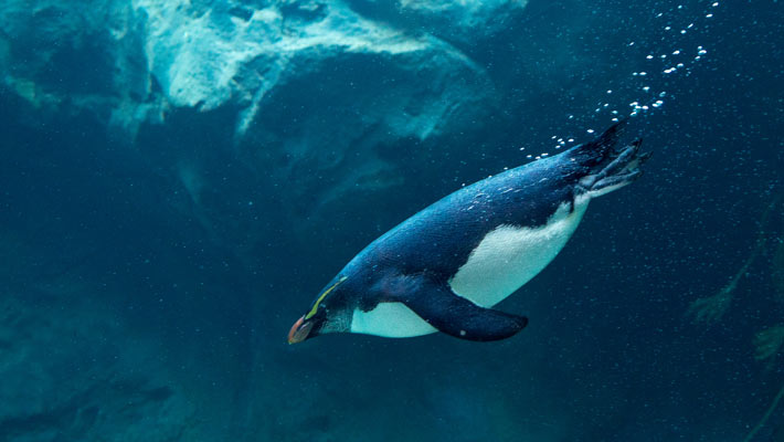 Fiordland Penguin. Photo: Chris Wheeler