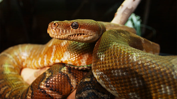 Carpet Python